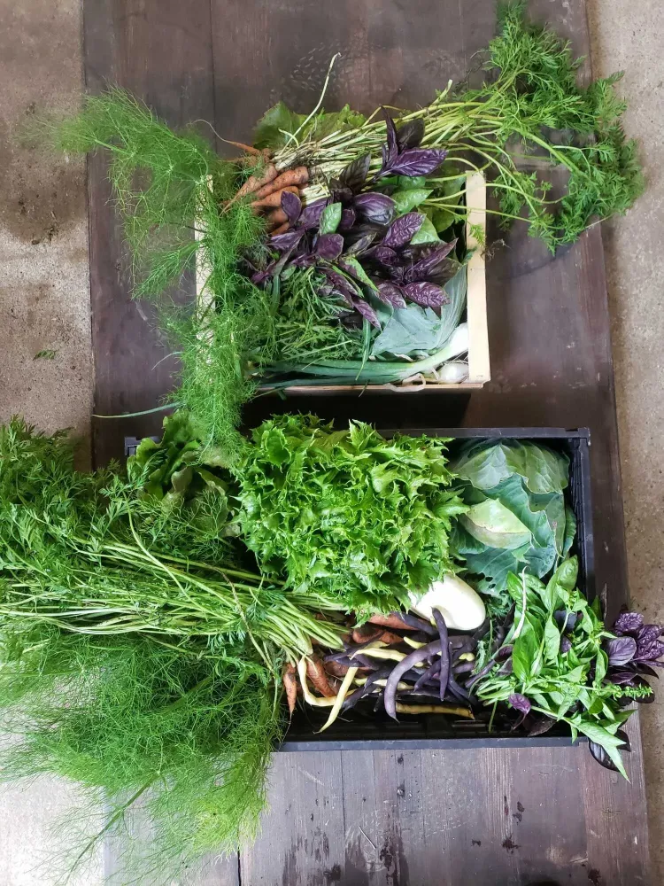 panier légume bio à Reignier-Esery