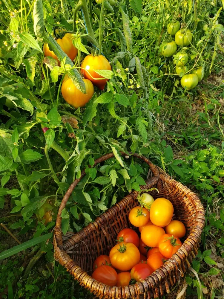 Panier tomate
